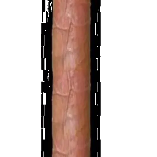 Penis