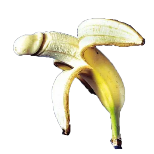 Penis