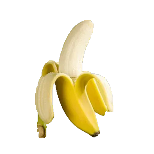 Penis