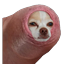 Penis