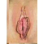 Vagina