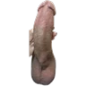 Little fat penis - Pene
