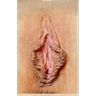 Tipos de vaginas