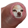 Penis